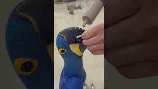 How to hand feed your Hyacinth Macaw