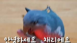 폰케이스 무는앵무새