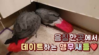 주인 피해서 구석에서 데이트즐기는 앵무새
