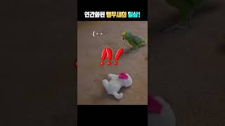 앵무새 소리??? 이게 맞나?