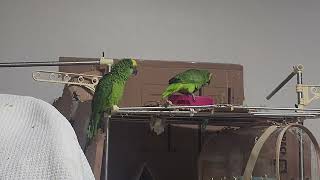 귀농귀촌 아마존앵무새 놀아주기 Playing Amazon parrots in farming and returning villages