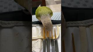 소망이의 일상(코뉴어)