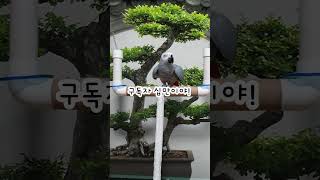 거짓말이야~거짓말이야~앵무새 연구대상똘이#parrot …