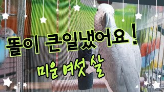 미운여섯살 가는곳마다 사고치는 미운여섯살[연구대상앵무새…