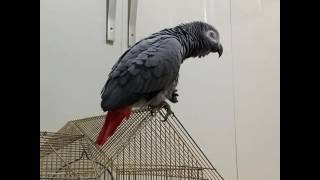 말하는 회색앵무새(펭귄)