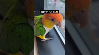 깜찍한 앵무새 카이큐(롤리)와 세네갈(청아) #parrot #birds #birdslover #앵무새
