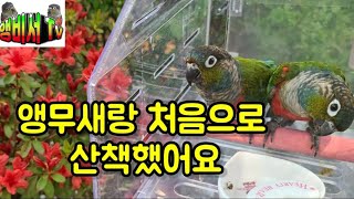 앵무새랑 첫산책을 했어요 앵무새산책 주의점Points …