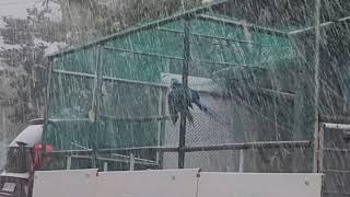 청금강 마카우 앵무새의 소나기 샤워