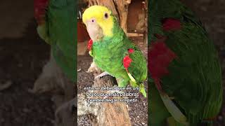 Loro de cabeza amarilla #educación #aves #naturaleza #animales #loros #biologia #animals