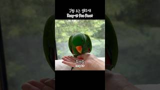 [지구] 깃털 주는 앵무새 / Parrot Drop i…