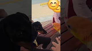 이 시커먼스는 또 뭐꼬? 쪼릿나? 카이큐 앵무새 쬐간한…