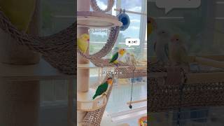 오리는 꽉꽉! 카이큐는 까까? (카이큐 소음 궁금하셨죠?)