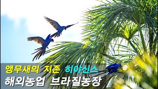 [동물의 세계]히야신스마카우,앵무새의 긑판왕,유리금강,앵무새의 지존, 꿈의 앵무새, 아라라,arara,Hyacinth macaw,야생,야생앵무새,금강앵무,유리금강앵무,macaw