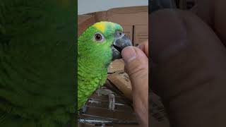 귀농귀촌 앵무새 놀아주기