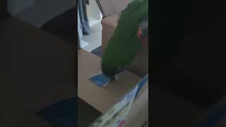 #앵무새 #한스마카우 @ 13세. 남자. 지루비. 박스 갈갈이