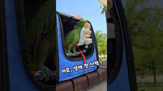 마로! 드디어 세상밖으로❓️#birdsdaykorea #앵무새이동장추천