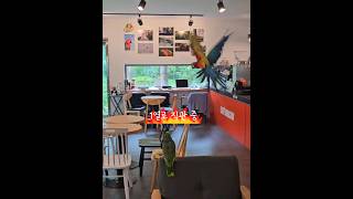 대형 앵무새 실내 비행 #카페마카우 #앵무새 #parrot #birds #cute #pets #말하는앵무새