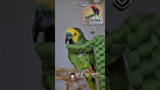 [수리] 모델 수리 촬영 중 / #말하는앵무새 #아마존앵무 #앵무새키우기