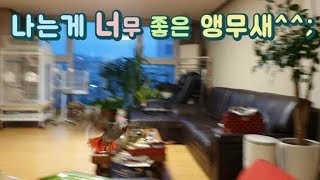 나는게 그렇게 좋니... 아무리 말려도 나는 앵무새..…