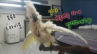 앵무새의 목욕후 털말리기♡유황앵무 코카투