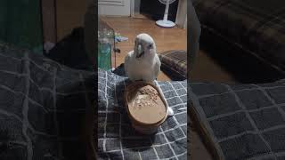 아이스크림은 초코지! #듀컵코카투 #birds #코카투 #앵무새