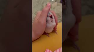 애기짓하는 앵무새 #parrot #parrotlet #…