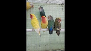 앵무새 짝짓기 할때 신음소리 낸다  (Parrot Mating collection) 앵무새 짝짓기모음