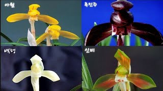 12월20일 명명품과 무명품 화예품과 엽예품 골고루 준…