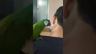 애교쟁이 앵무새