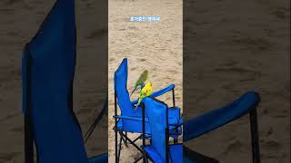 앵무새 해운대에서 피서중     #애완새#해운대 #해운…