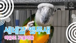 세네갈 앵무새