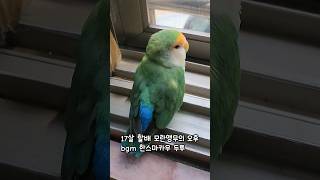 창가에서 쉬고 있는 17살 앵무새 ft.떠드는 한스마카우 #앵무새 #모란앵무 #한스마카우
