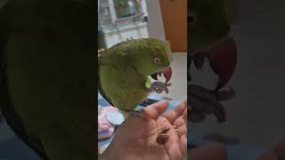 #목도리앵무 #집사랑놀아기주기 #잣먹방