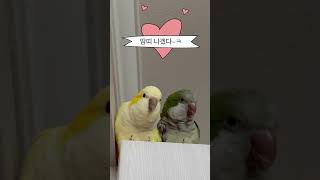 펜트하우스#앵무새 #퀘이커 #방문위