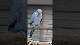 [퀘이커 앵무] 텐션 올리기 준비운동(소리만 출연: 사…