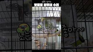 [수리] 작은동물원 & 뽀로로 노래 부르는 앵무새 #말하는앵무새 #아마존앵무새