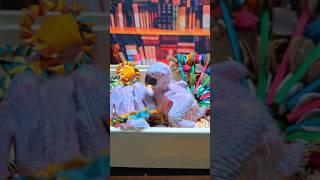 청금강 앵무새예요. 서울지역 탁송은 당분간 보류할게요. 너무 무섭습니다.