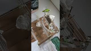 아마존앵무새  고양이  놀아주기