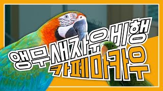 이색체험 앵무새카페 카페마카우! 금강앵무새 자유비행! …