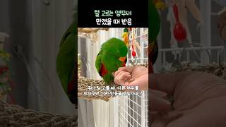 털 고르는 앵무새 만졌을 때 반응은?         #…