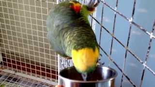 울집 아마존앵무(blue fronted amazon) …