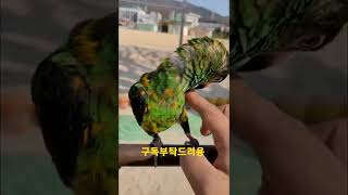 짜증내는 쟈딘앵무새 #shorts