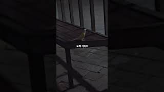 #코뉴어앵무새 #문칙 #보리 산책중에 가자가자 하니까 …