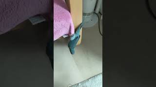 앵무새 암벽등반