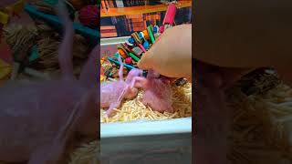 청금강 앵무새예요. #birdslover #parrot #pets #birds #cute #animals #사계절앵무새 #앵무새성장 #앵무새분양