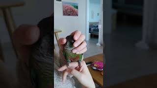 졸린 코뉴어 앵무새 코코