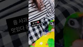 우리집앵무육아시절#포대기앵무#어부바앵무#쟈딘 #parrot #jardine #특이한앵무#얘만이런성격입니다