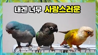 내겐 너무 사랑스러운 작은 앵무새들~ 서로의 사랑으로 …