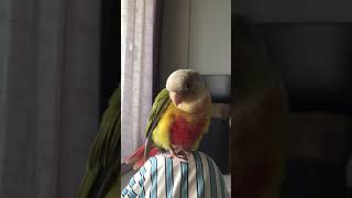 째려보는 소망이(코뉴어)