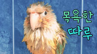 앵무새가 목욕하는 방법 / 시원하게 목욕하는 앵무새